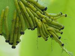 Eurema blanda arsakia