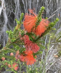 Melaleuca sparsa