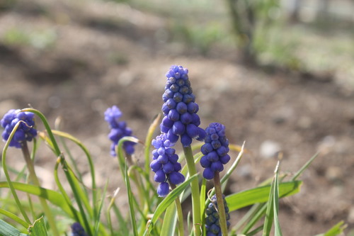 Muscari botryoides