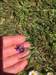 Sisyrinchium idahoense