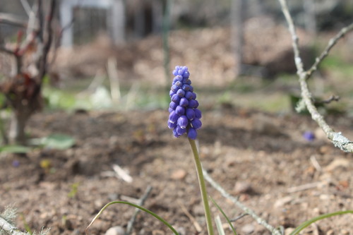 Muscari botryoides