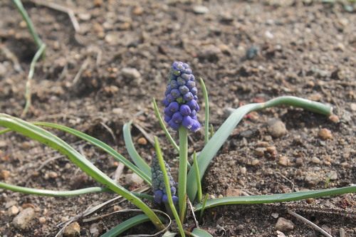 Muscari botryoides