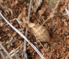 Ligariella trigonalis