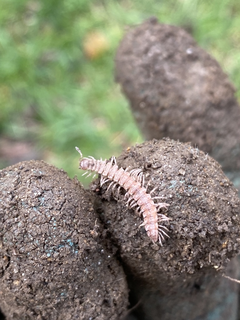Polydesmus angustus from Avon Rd, Narberth, PA, US on April 21, 2022 at
