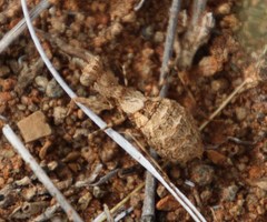 Ligariella trigonalis