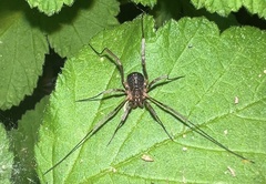 Protolophus singularis