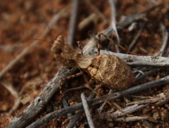 Ligariella trigonalis
