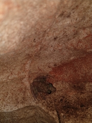 Craugastor yucatanensis