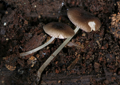 Pluteus seticeps