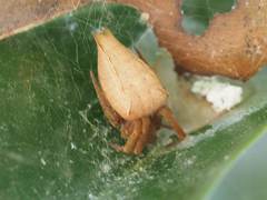 Cyrtophora exanthematica