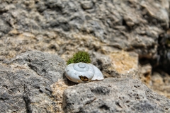 Sphincterochila