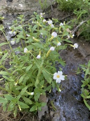 Mecardonia acuminata