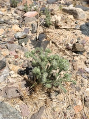 Johnstonella