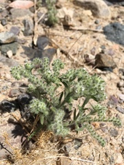 Johnstonella