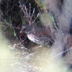Passerella iliaca altivagans