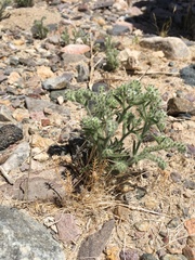 Johnstonella