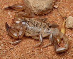 Urodacus armatus