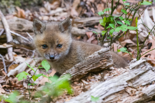 Red Fox photographed in Virginia
