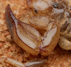 Urodacus armatus