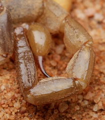 Urodacus armatus