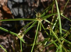Cyperus metzii