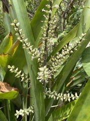 Wittmackia lingulata