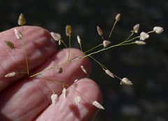 Eragrostis unioloides