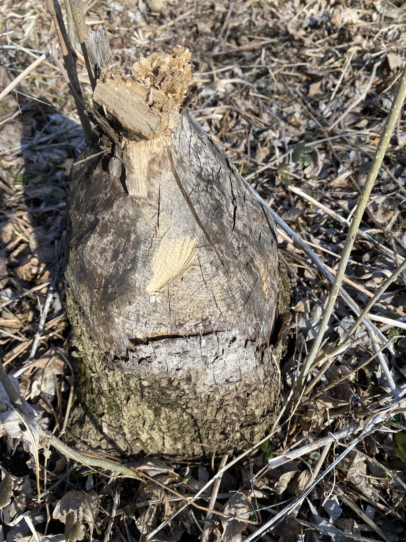 american beaver, castor, castor americano