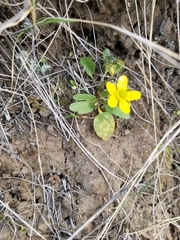 Ranunculus glaberrimus