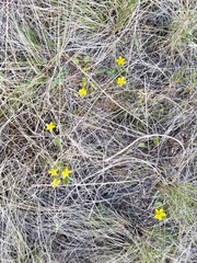 Ranunculus glaberrimus