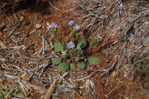 Image of Manulea fragrans by (c) Tony Rebelo, some rights reserved (CC BY-SA)