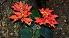 Cattleya cernua