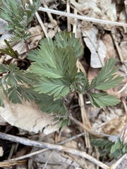 Dicentra canadensis