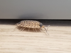Porcellio spinicornis