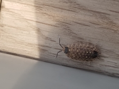 Porcellio spinicornis