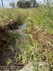 Asclepias fascicularis