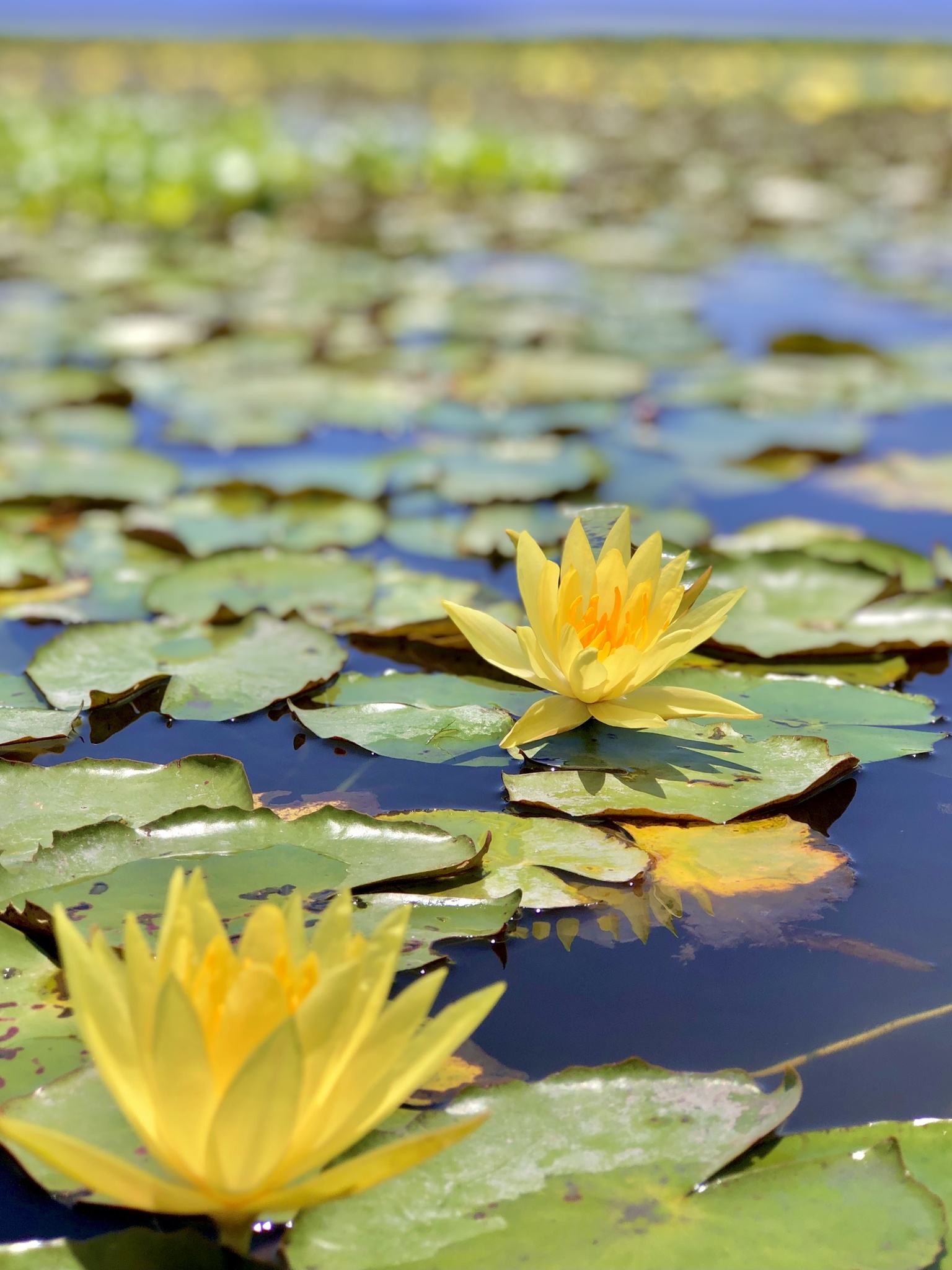 Nymphaea mexicana