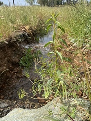 Asclepias fascicularis