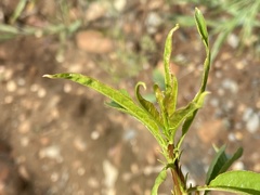 Asclepias fascicularis