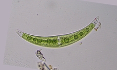 Closterium dianae