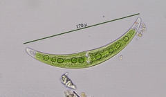 Closterium dianae