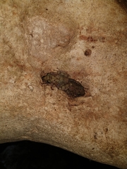 Craugastor yucatanensis