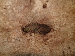 Craugastor yucatanensis