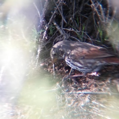 Passerella iliaca altivagans