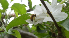 Apis mellifera