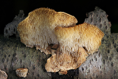 Metuloidea reniformis