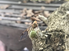 Oecophylla smaragdina