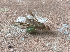 Oecophylla smaragdina