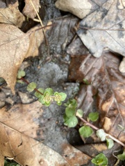Chrysosplenium americanum