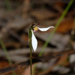 Eriochilus collinus